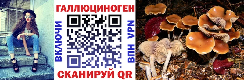 как найти закладки  Яровое  Псилоцибиновые грибы Cubensis 
